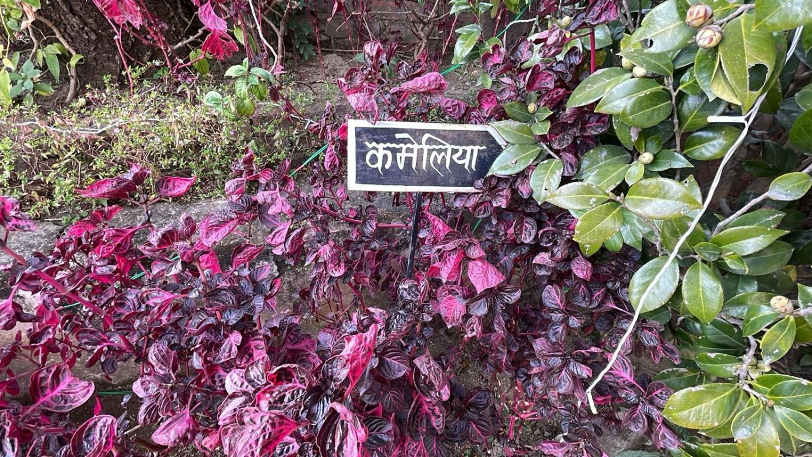 8Fold-Pinecrest By Larisa, Bhimtal Hotel Eksteriør billede